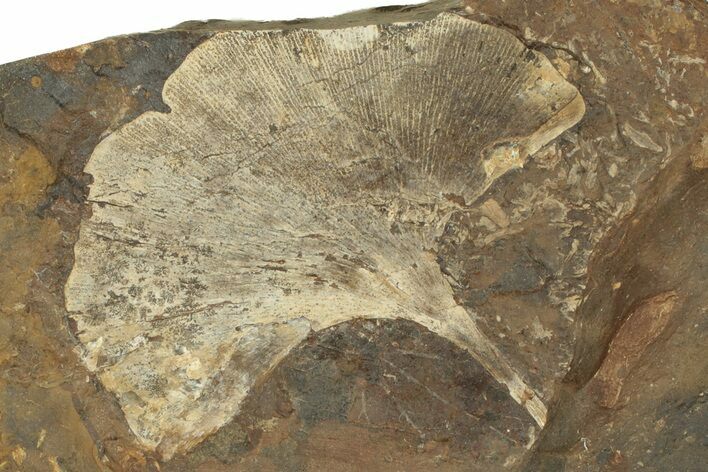 Paleocene Fossil Ginkgo Leaf - North Dakota #271065